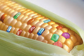 GMO_corn